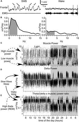 Sleep–Wake Cycle in Young and Older Mice